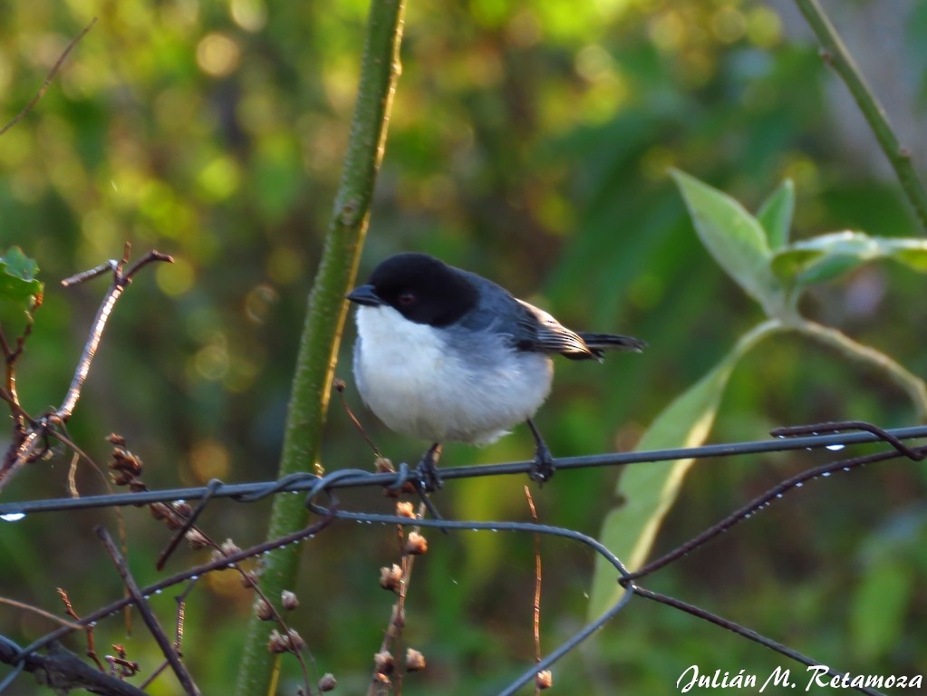 Black-capped Warbling Finch - ML114764981