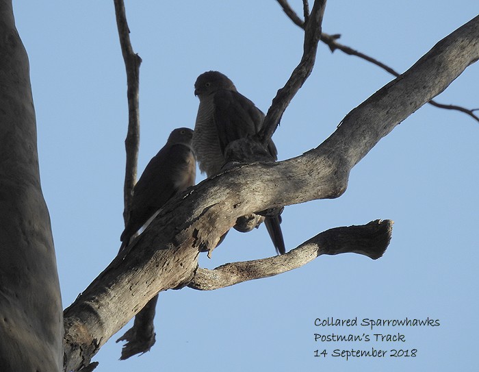 Collared Sparrowhawk - Marie Tarrant