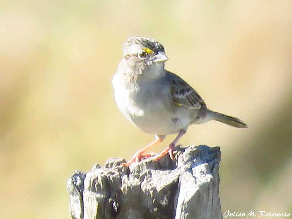 Grassland Sparrow - ML114766171