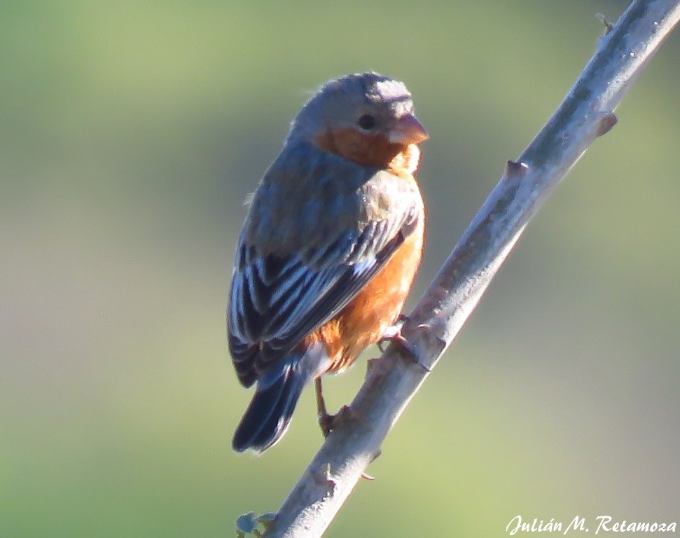 Tawny-bellied Seedeater - ML114766271