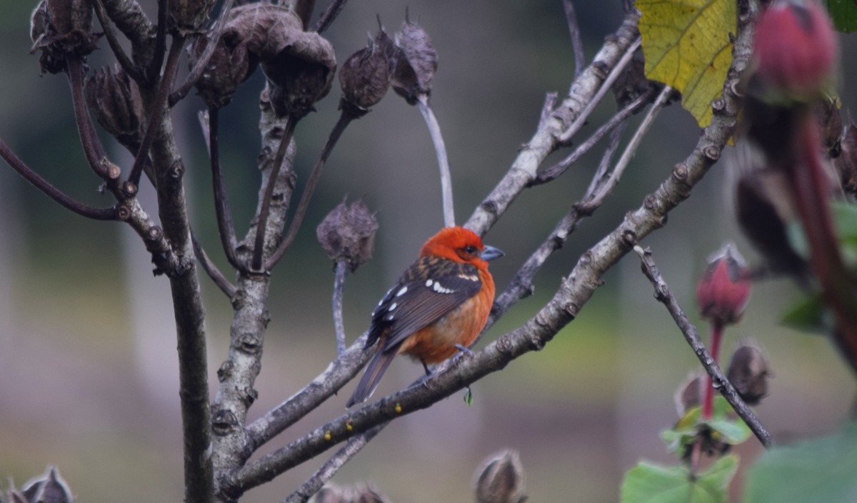 Flame-colored Tanager - Cody Cox