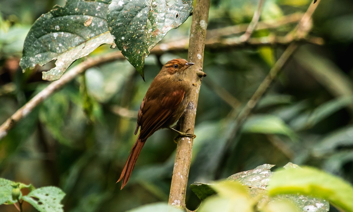 Red-faced Spinetail - ML114767831