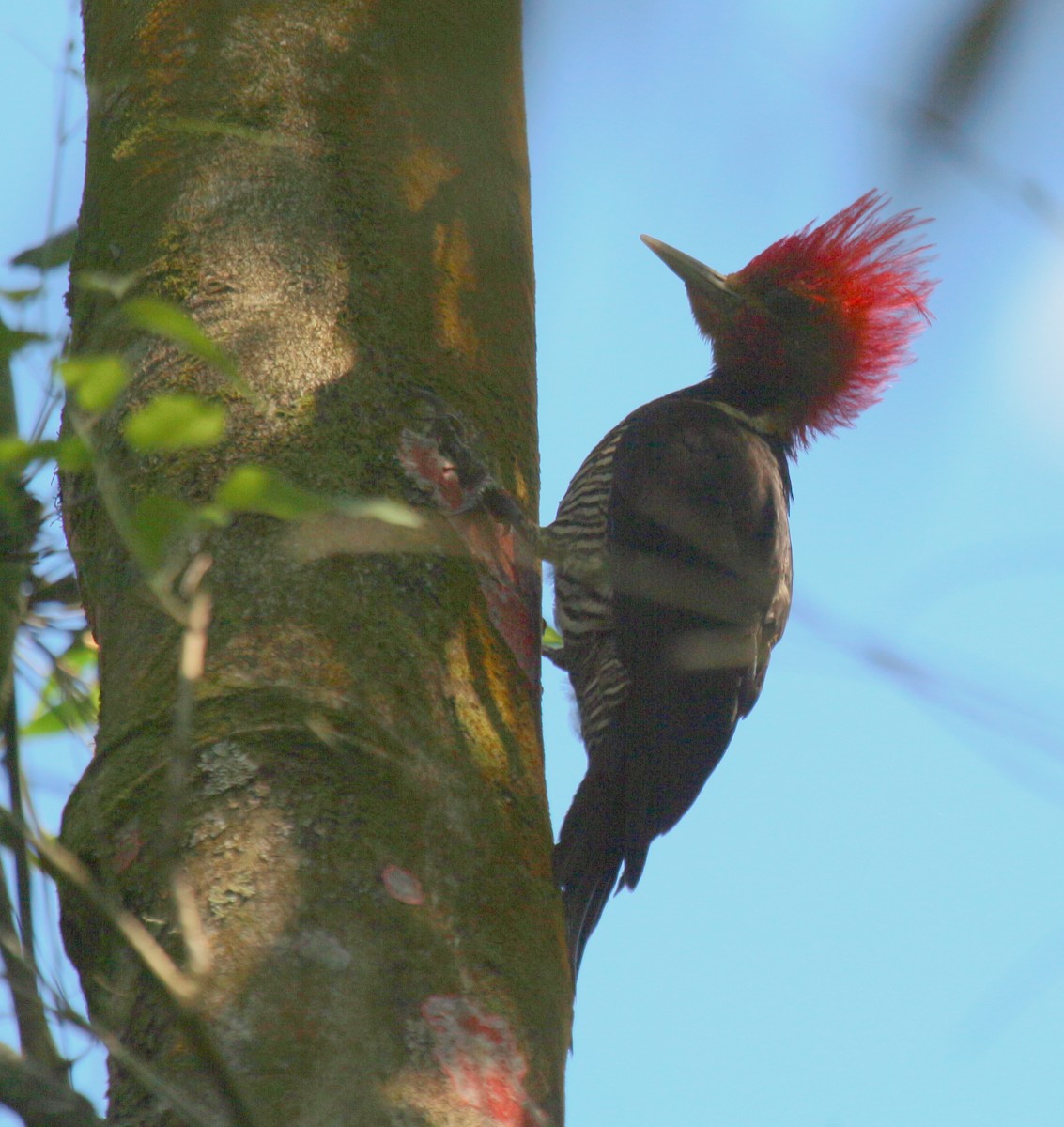 Helmeted Woodpecker - ML114769011