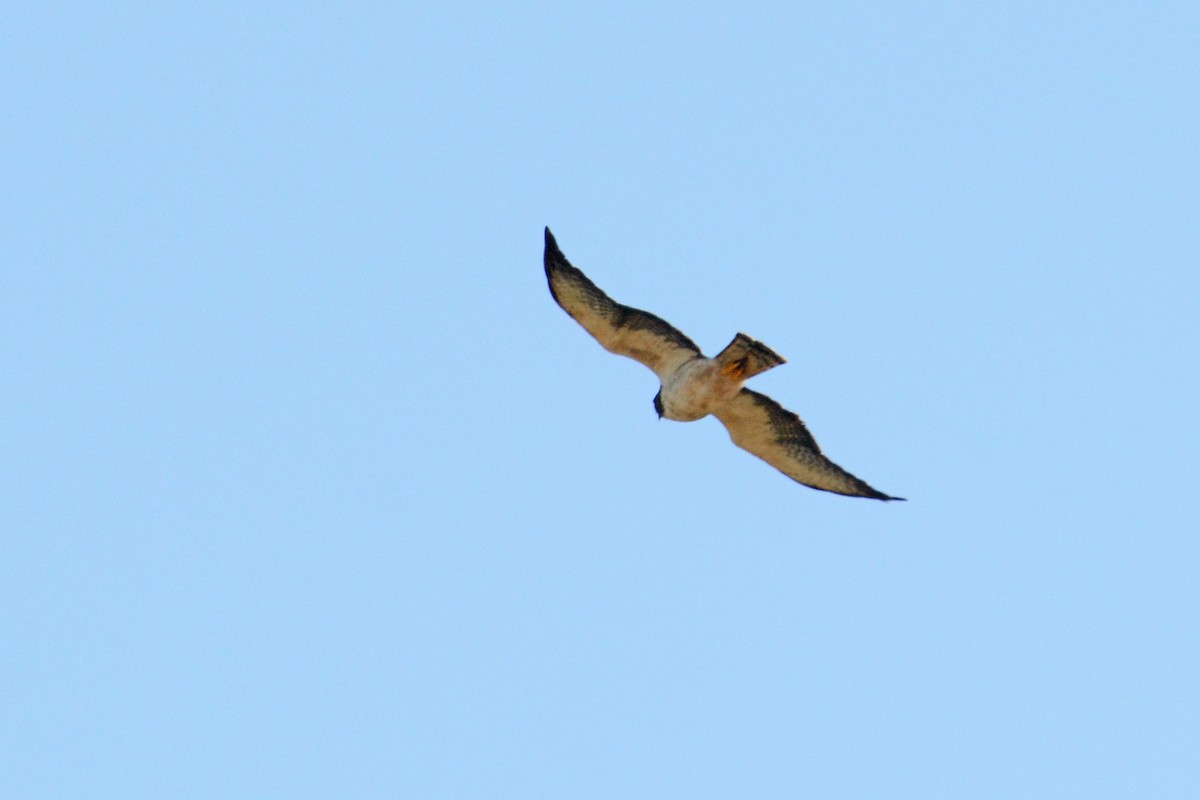 Short-tailed Hawk - Marie O'Neill