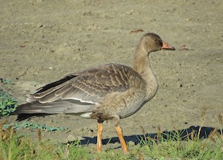 Greater White-fronted Goose, ML114774201