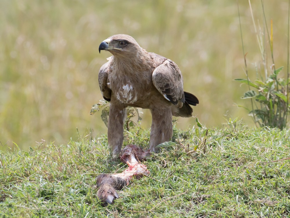 Tawny Eagle - Allan Welby