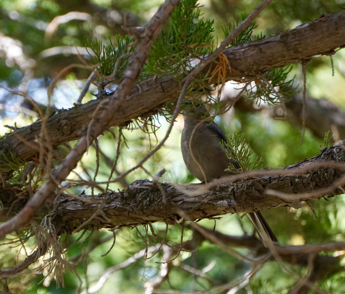 Townsend's Solitaire - ML114775351