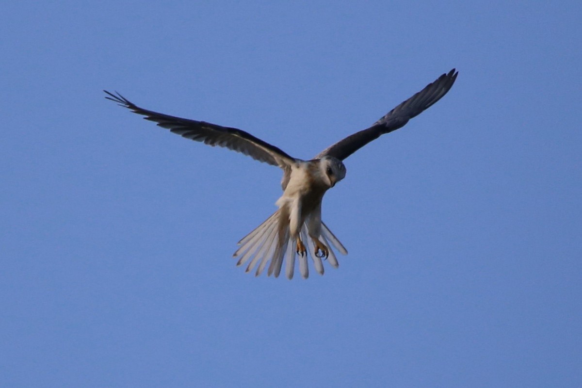 White-tailed Kite - Greg Page