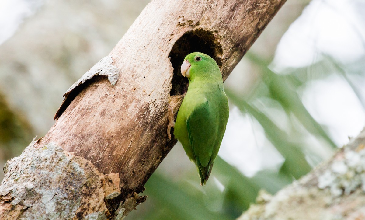Spectacled Parrotlet - ML114777261