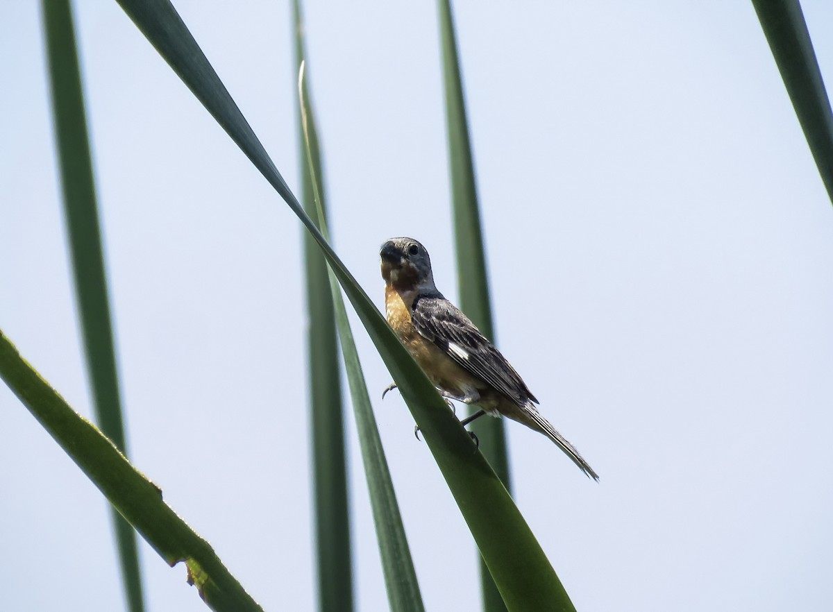 Ruddy-breasted Seedeater - ML114777671