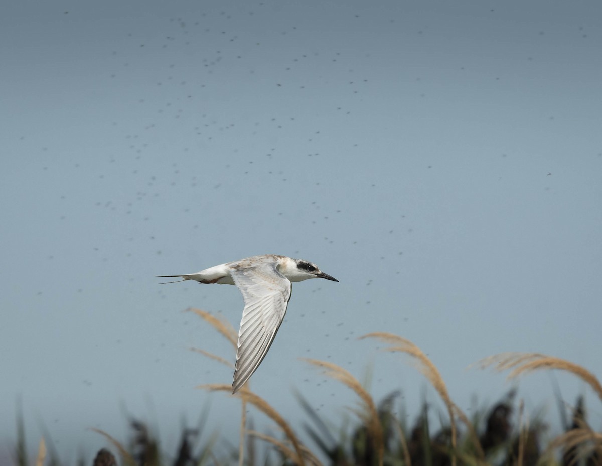 Forster's Tern - Deb Ford
