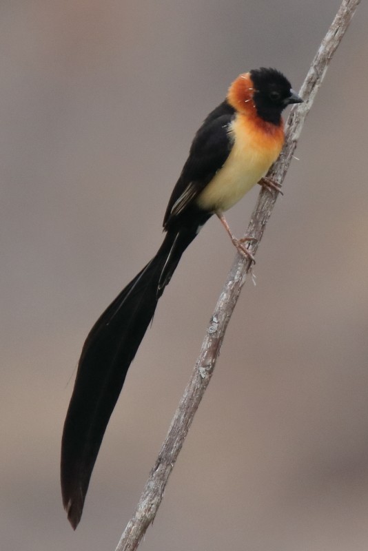 Broad-tailed Paradise-Whydah - ML114781581