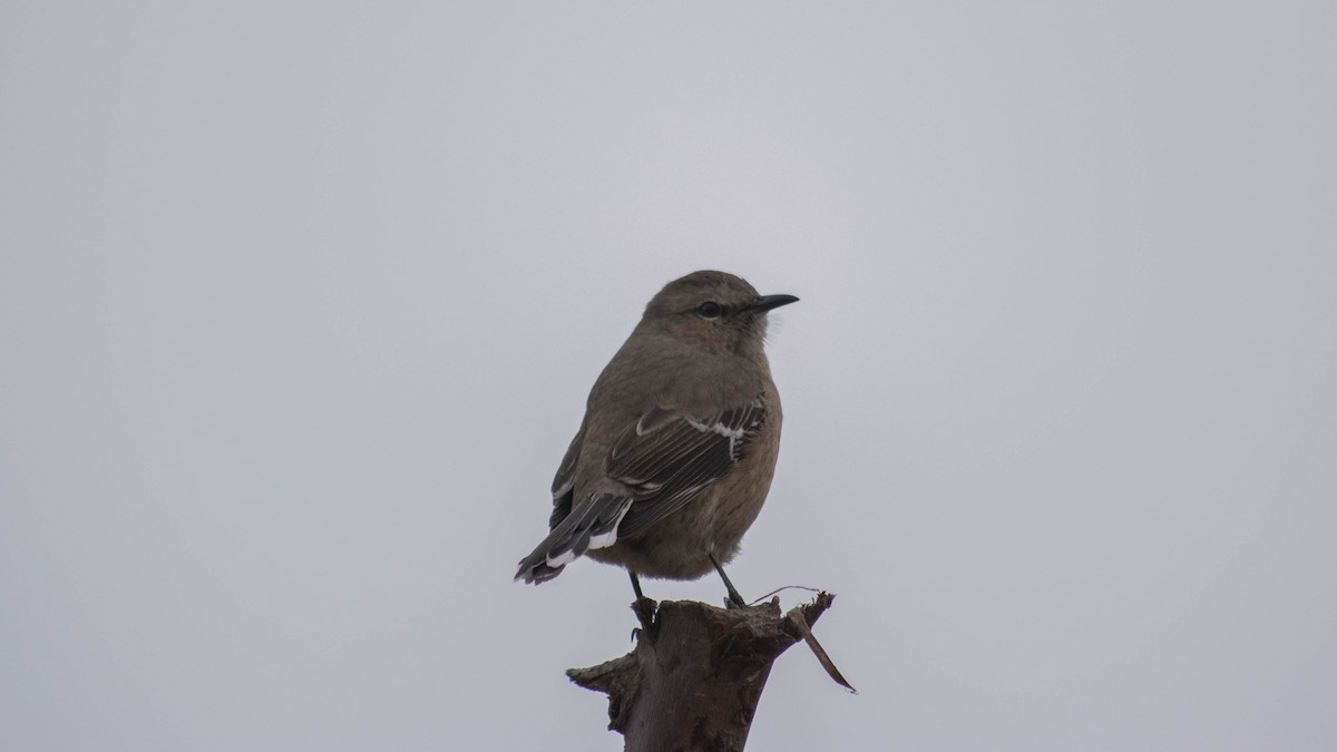 Patagonian Mockingbird - ML114781981