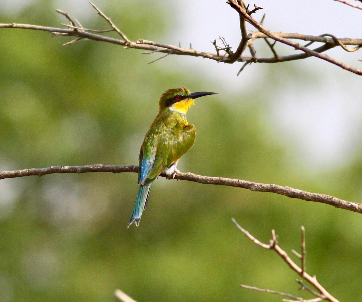 Swallow-tailed Bee-eater - Roger Clark