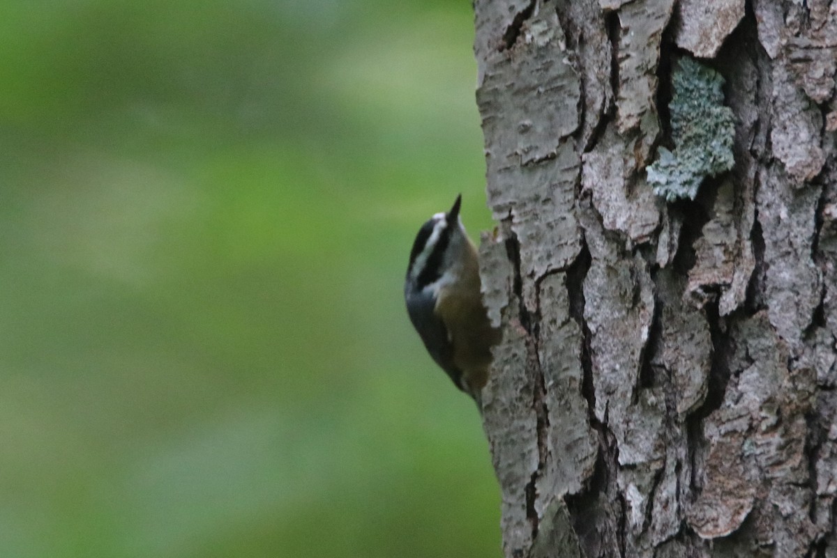 Red-breasted Nuthatch - Sandy C
