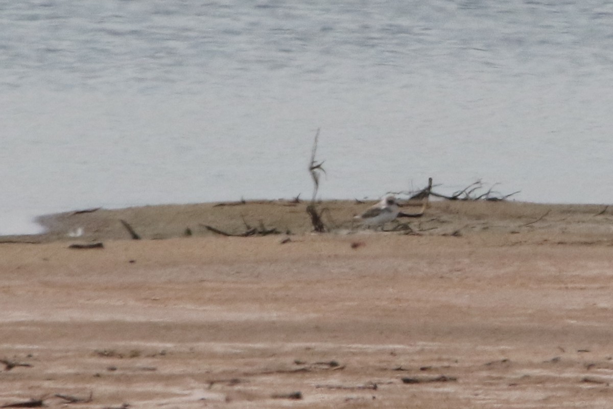 Collared Plover - ML114784081