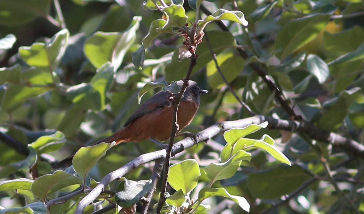 Russet-bellied Spinetail - ML114785441