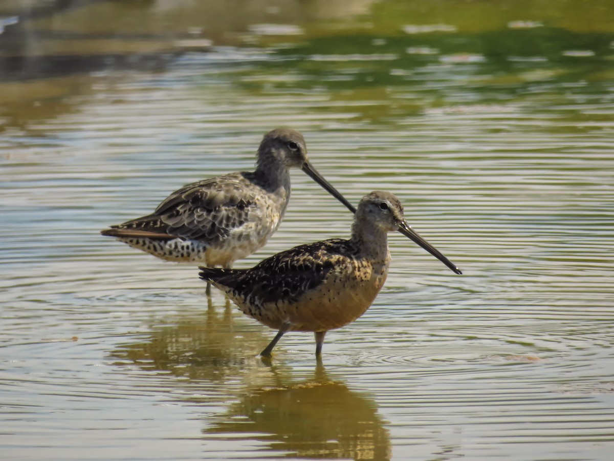Long-billed Dowitcher - ML114788001