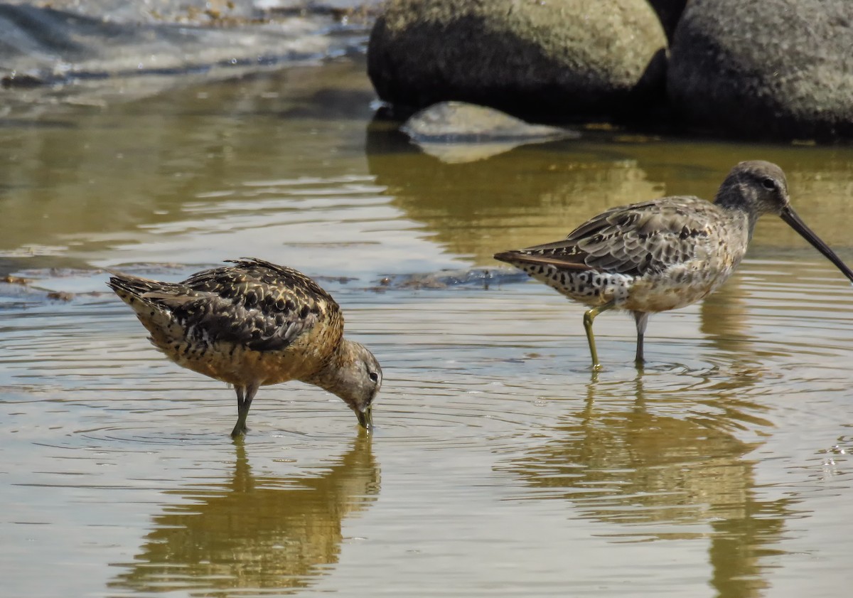 Long-billed Dowitcher - ML114788811