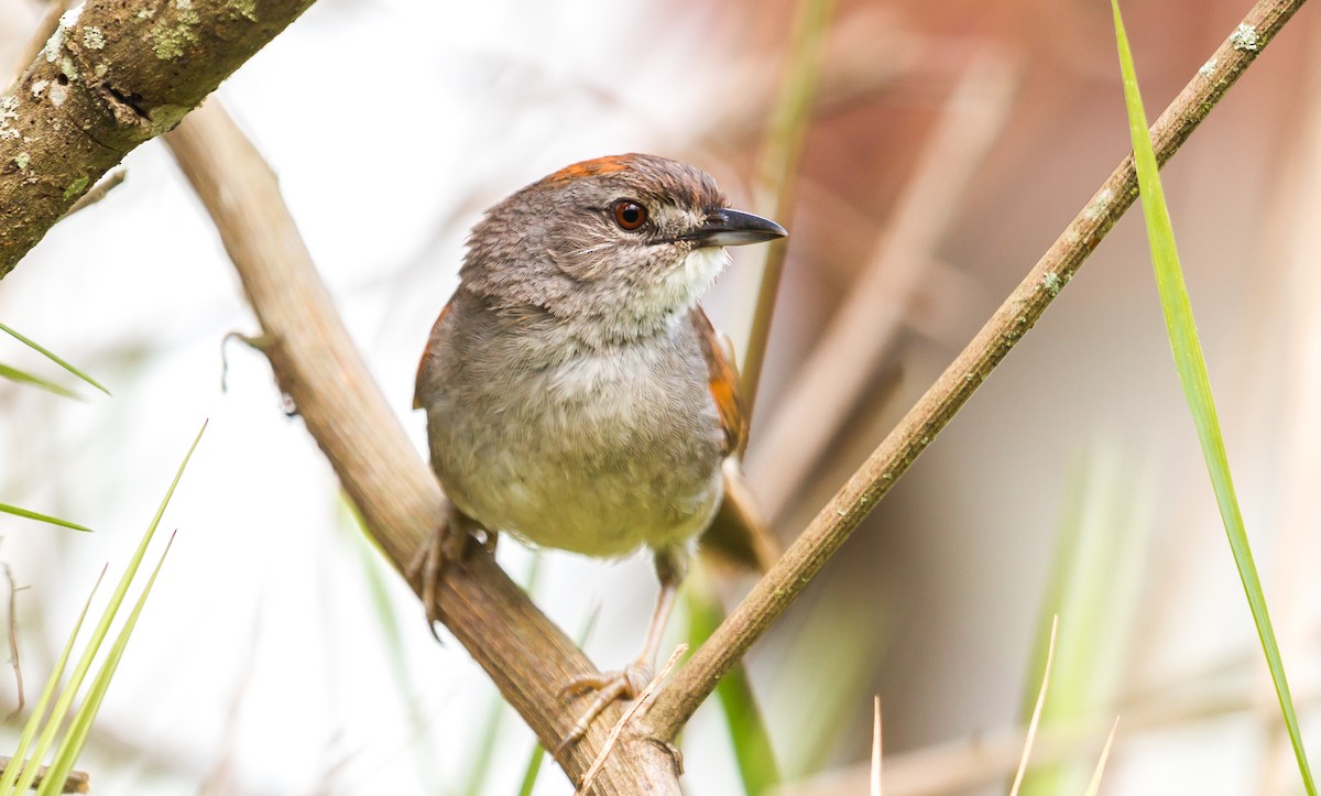 Pale-breasted Spinetail - ML114789421