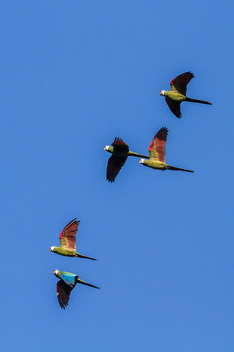 Chestnut-fronted Macaw - ML114789761