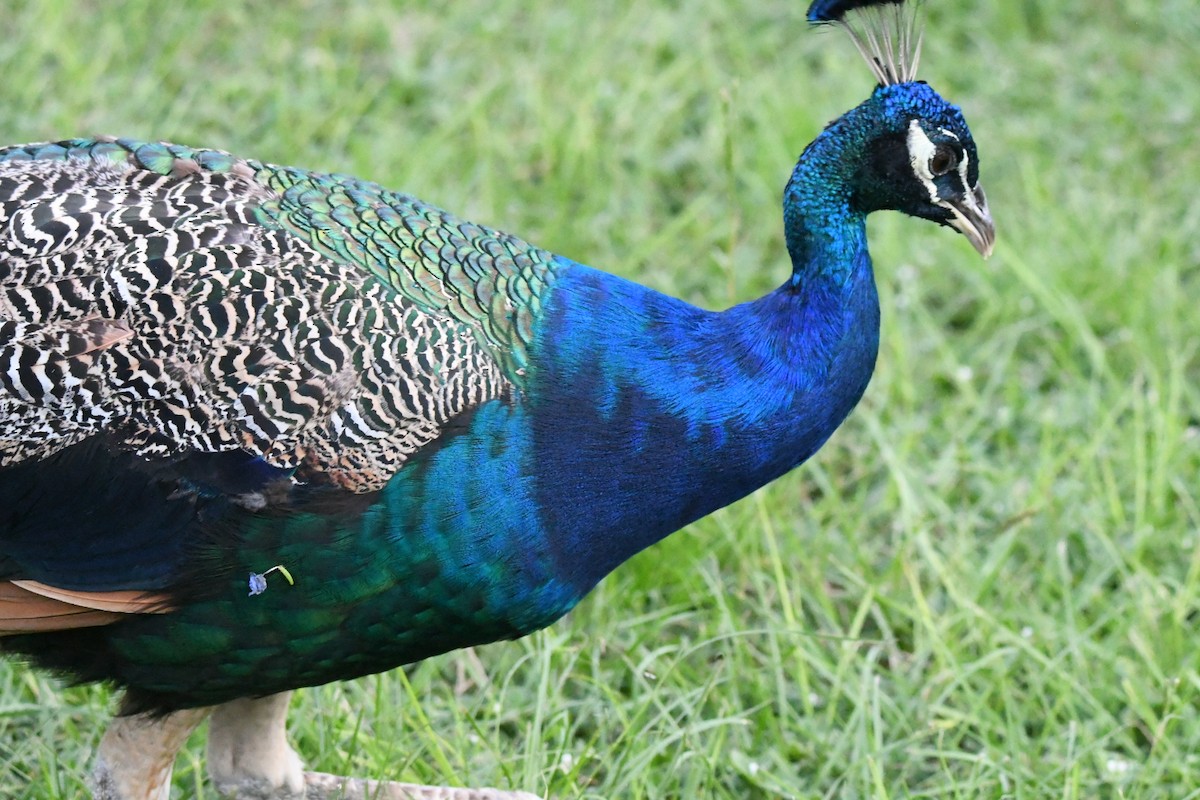 Indian Peafowl (Domestic type) - George Ross