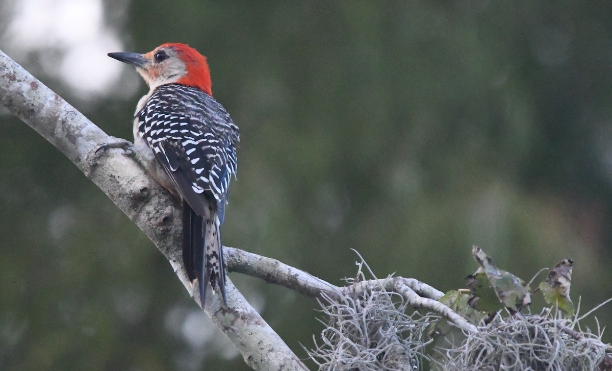 Red-bellied Woodpecker - George Ross