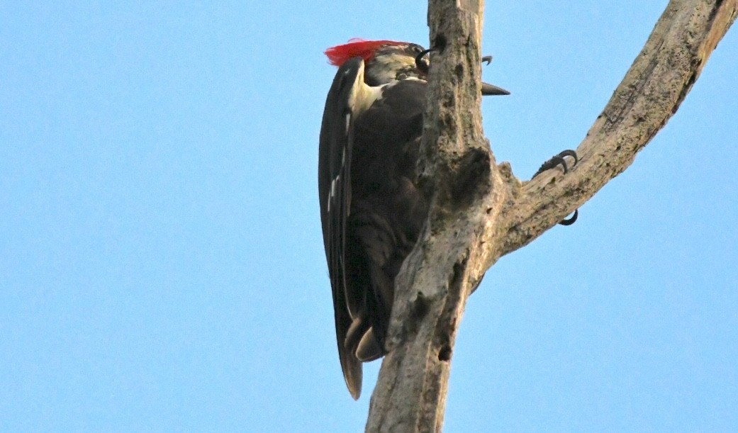 Pileated Woodpecker - George Ross