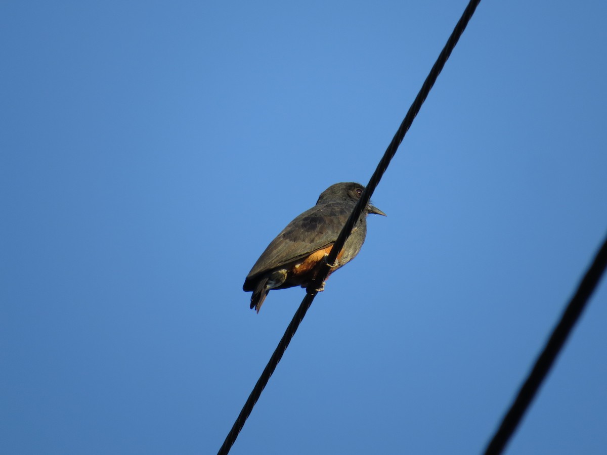 Swallow-winged Puffbird - Sandy Gallito
