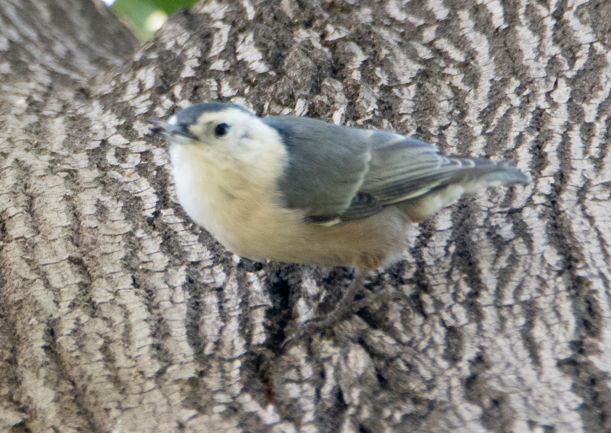 White-breasted Nuthatch - Kim Moore