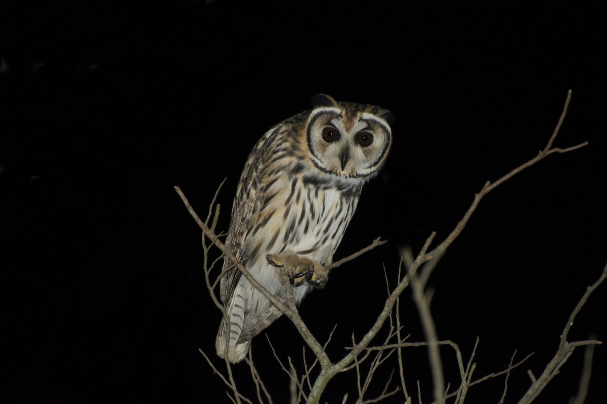 Striped Owl - João Salvador