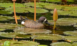 Blue-winged Teal, ML114800061