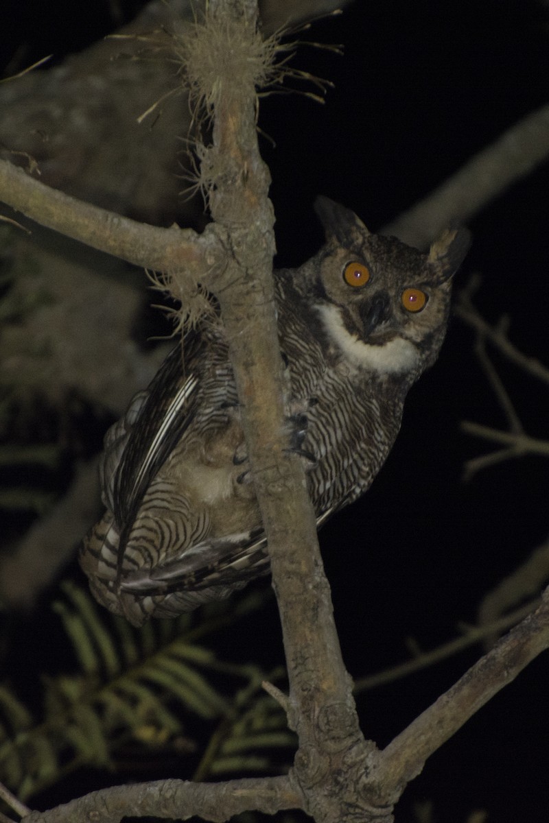 Great Horned Owl - João Salvador