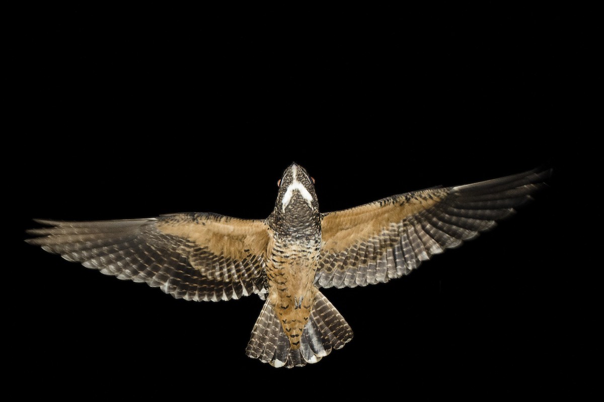 Short-tailed Nighthawk - João Salvador