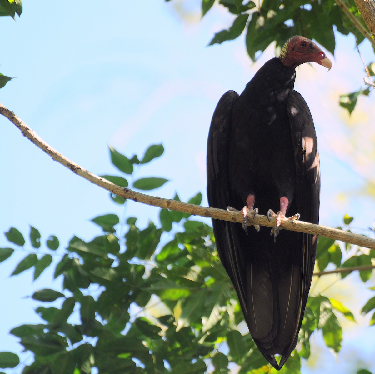Turkey Vulture (Tropical) - Diana Flora Padron Novoa