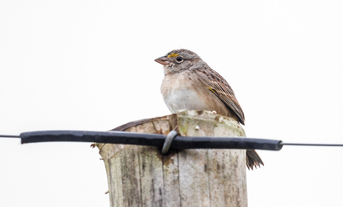 Grassland Sparrow - ML114802011
