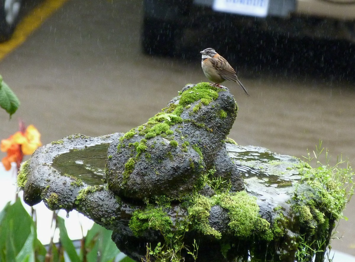 Rufous-collared Sparrow - Mike Wheeler