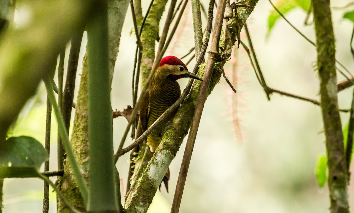 Golden-olive Woodpecker - ML114803861
