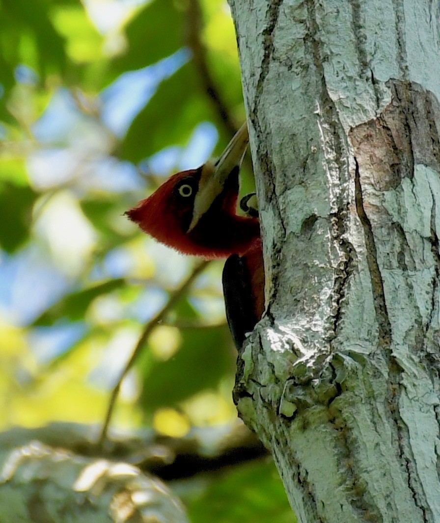Red-necked Woodpecker - Theresa Bucher