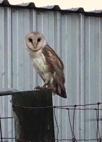 Barn Owl (Eastern) - Geelong Field Naturalists Club Bird Group