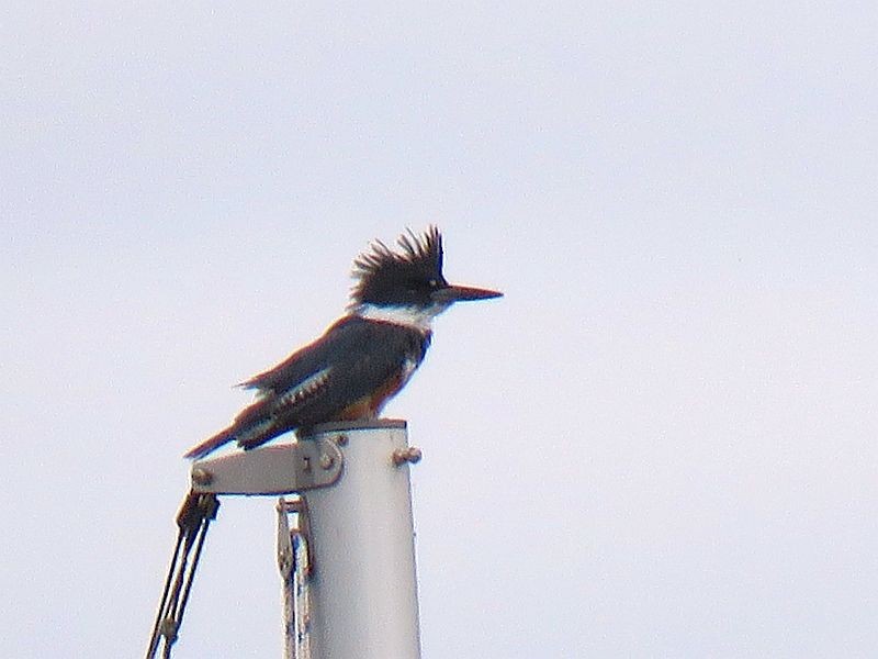 Belted Kingfisher - ML114805951