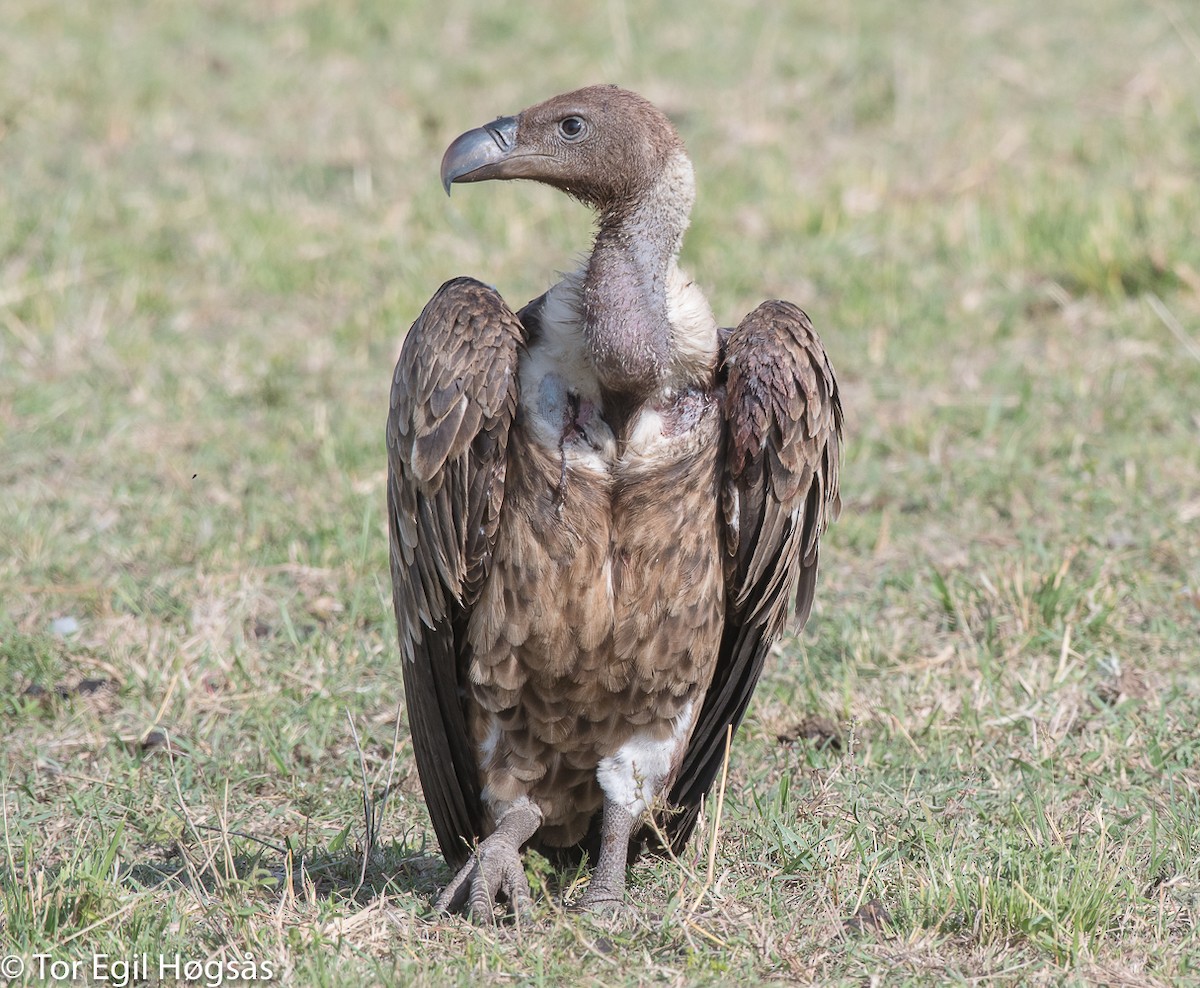 White-backed Vulture - Tor Egil Høgsås