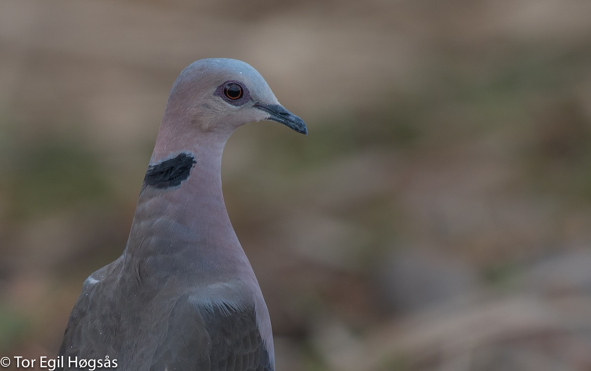 Red-eyed Dove - ML114807121