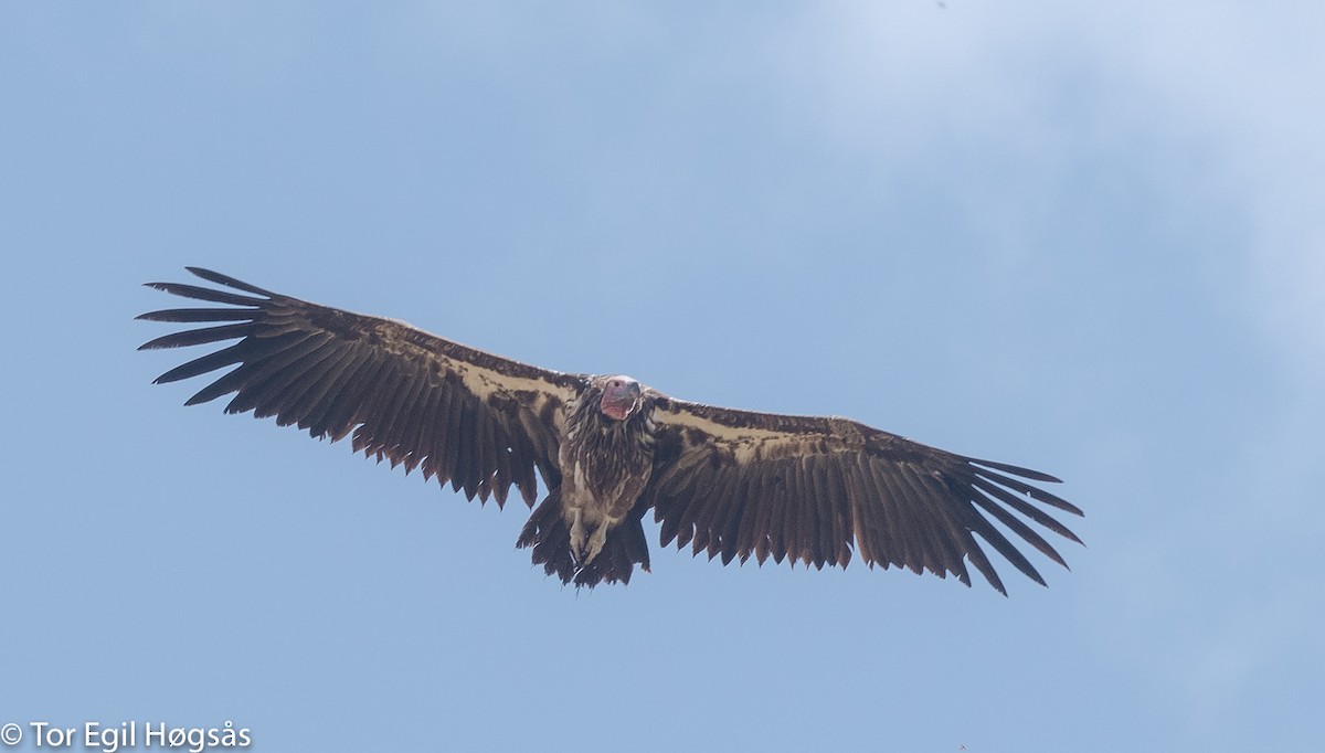 Lappet-faced Vulture - ML114807341