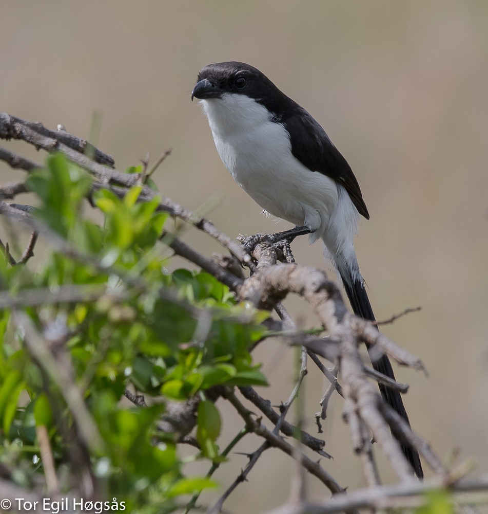 Long-tailed Fiscal - ML114807361