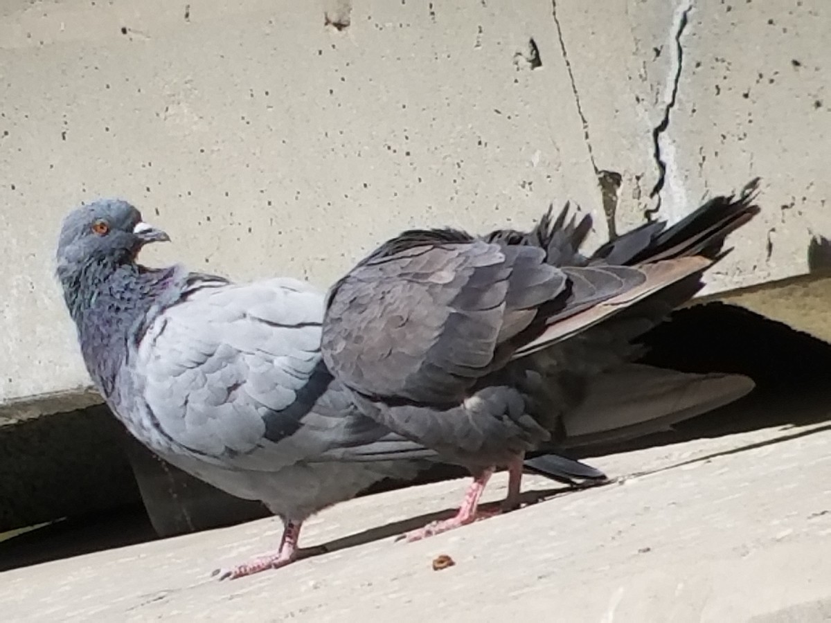 Rock Pigeon (Feral Pigeon) - ML114807941