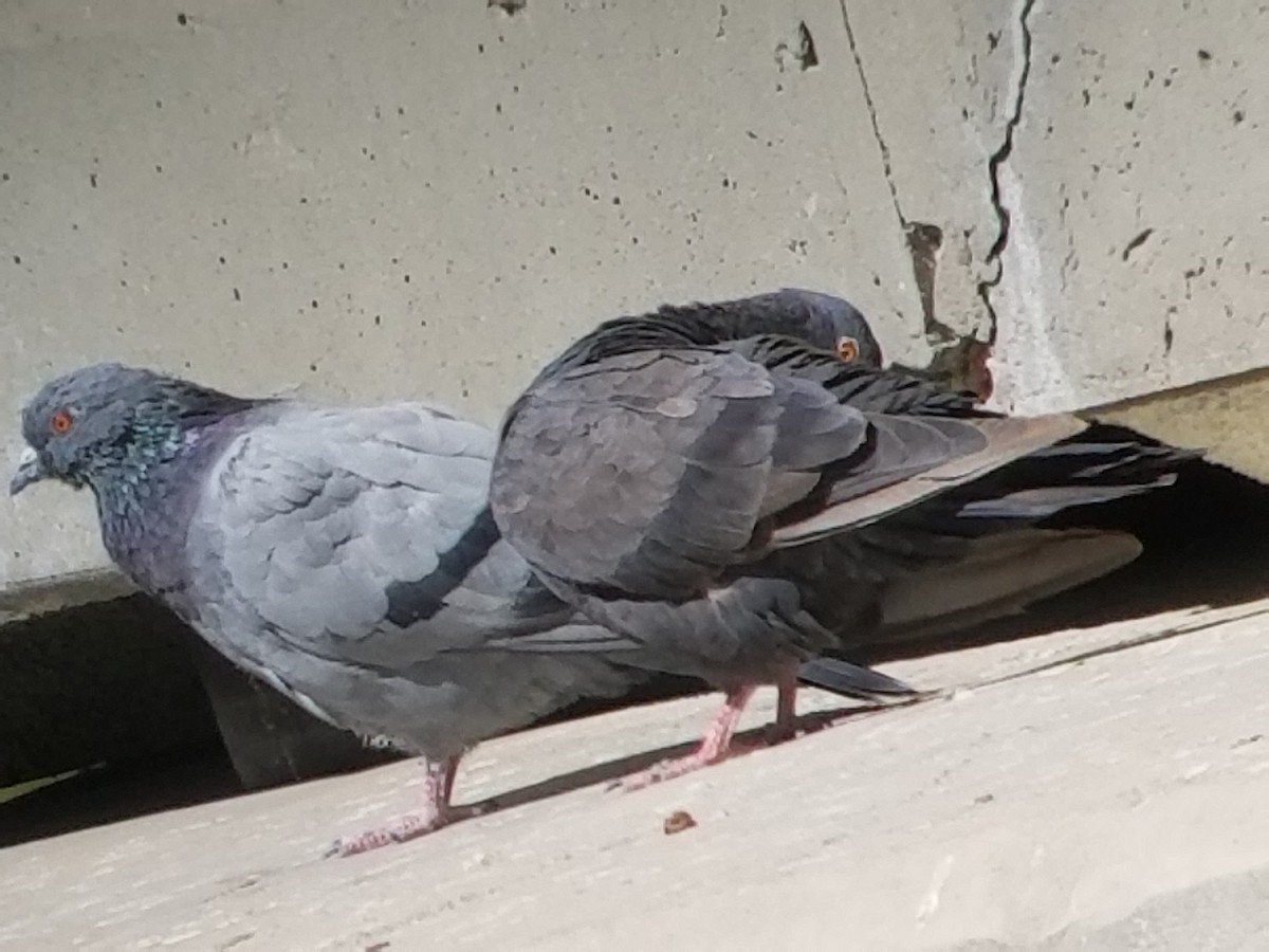 Rock Pigeon (Feral Pigeon) - ML114807951