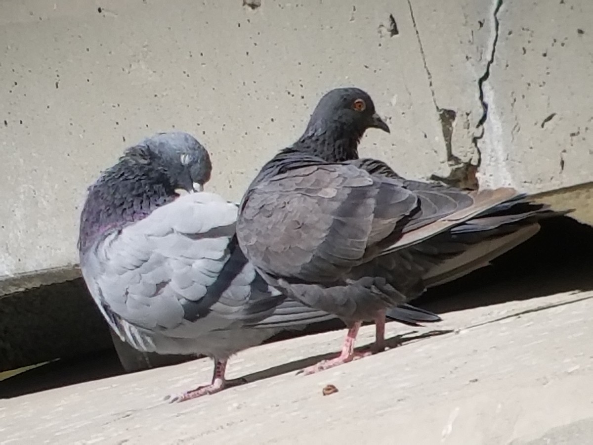 Rock Pigeon (Feral Pigeon) - ML114807961