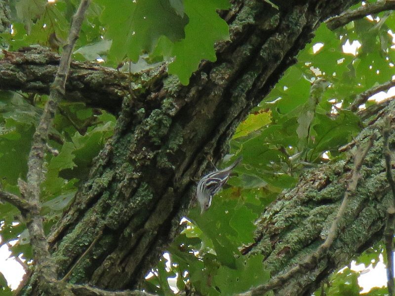 Black-and-white Warbler - Tracy The Birder
