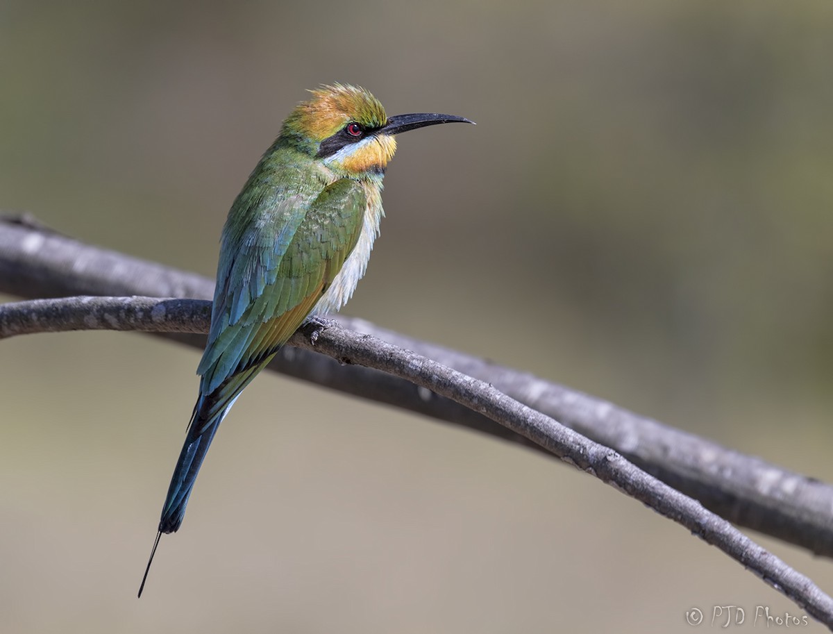 Rainbow Bee-eater - ML114810061